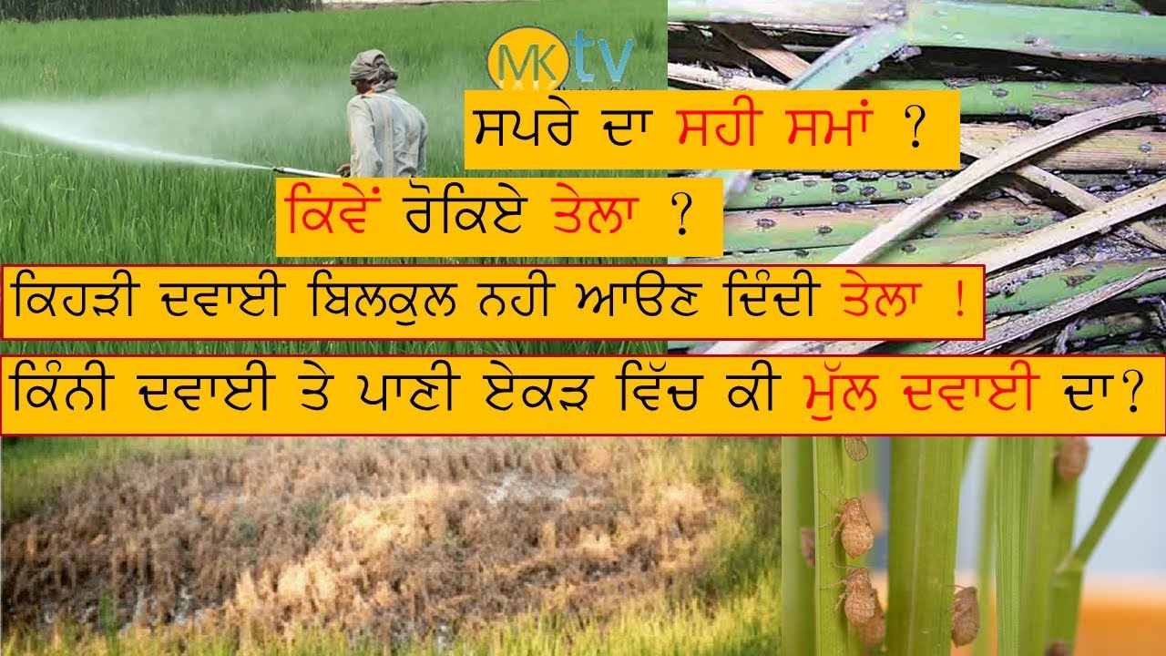 ਤੇਲੇ ਦੀ ਸਪਰੇ ਕਦੋਂ ?rice plant hopper