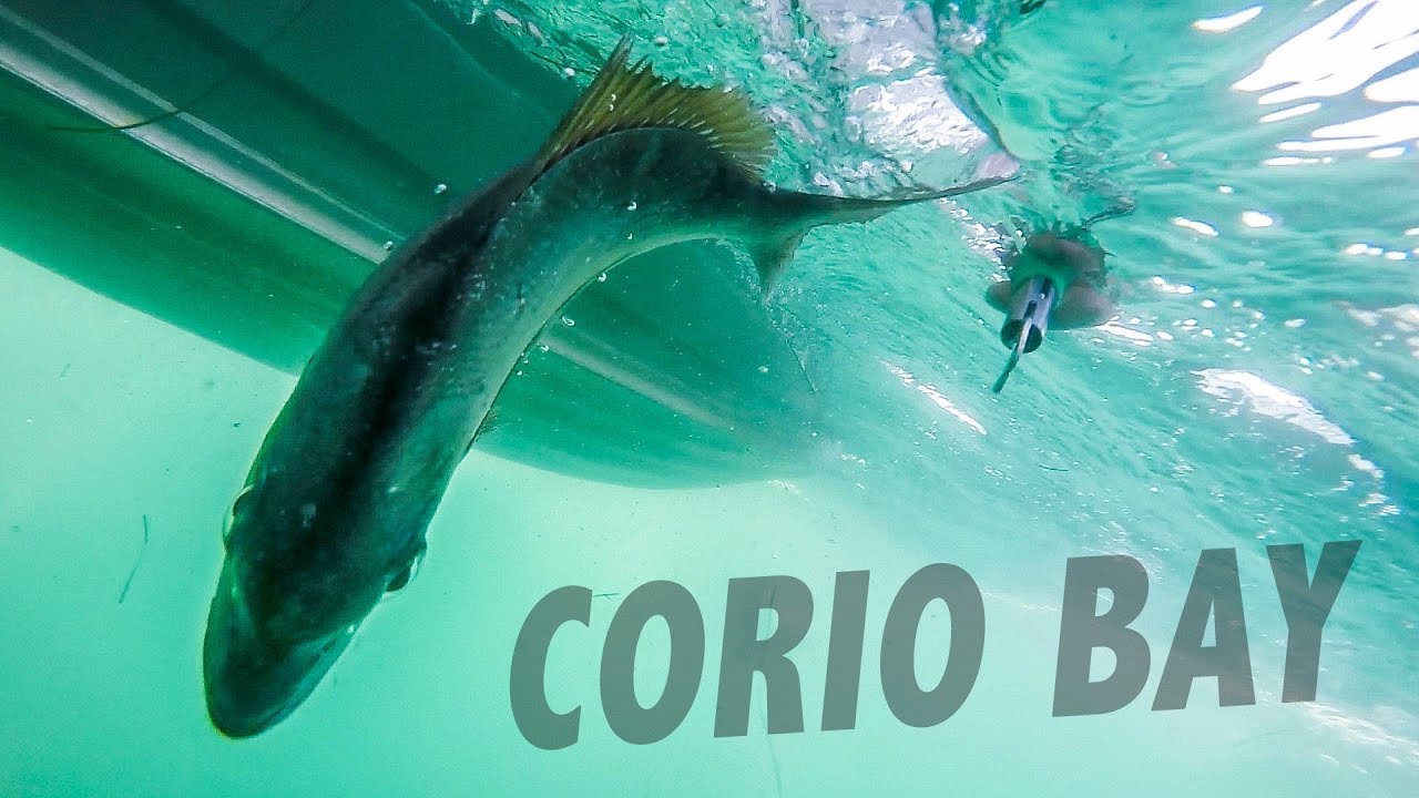 The Fish of Corio Bay
