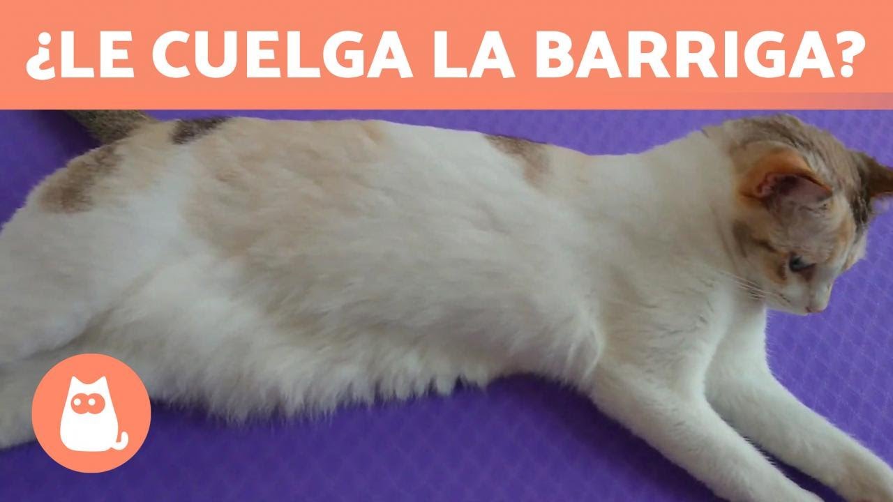 BOLSA PRIMORDIAL en GATOS 🐈 ¿A tu gato le CUELGA la BARRIGA? ¡Descubre qué es!