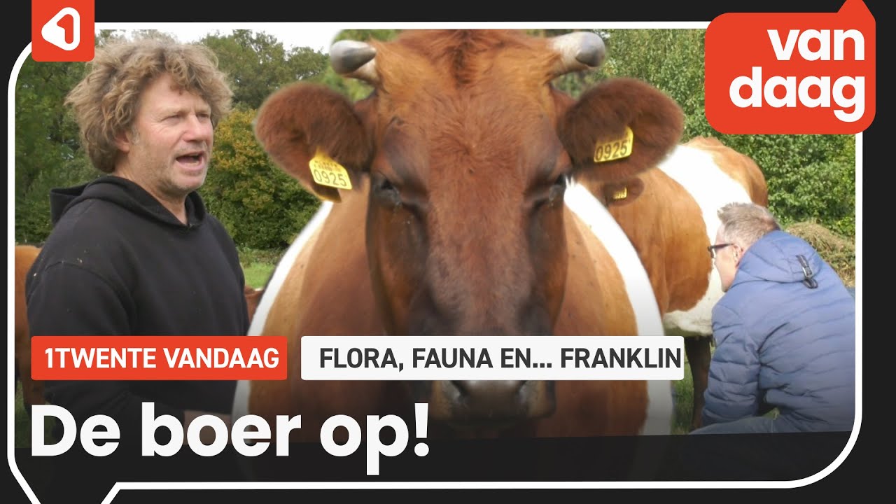 De rust gevonden in Twekkelo tussen de lakenvelder koeien