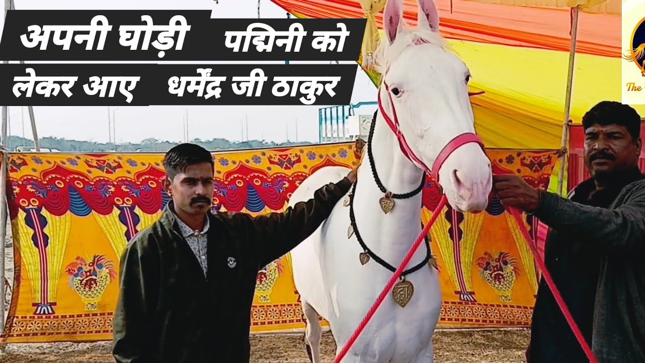 #IndoreHorseshow 2026#horse#indore  Dharmendra ji Thakur arrived with his mare, Padmini. 