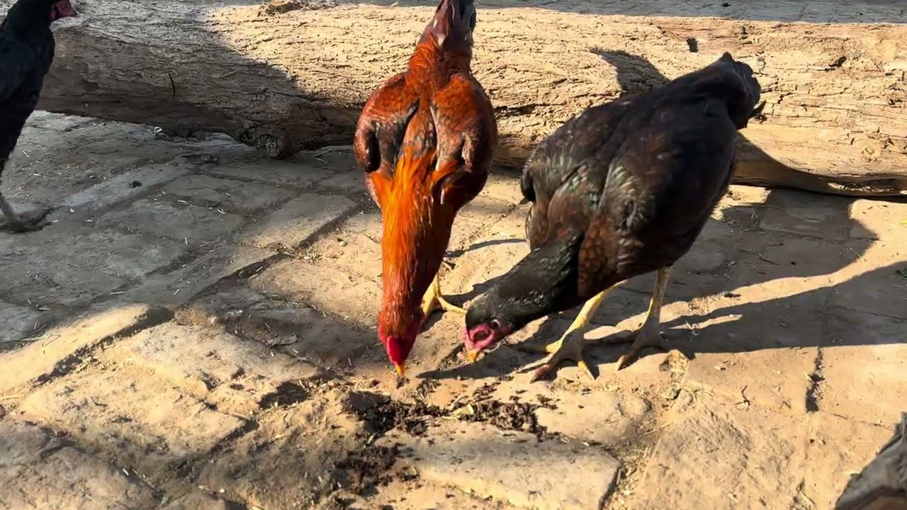 Funny Rooster & Goat ASMR 🐔🐐 | Village Life Animal Sounds | Relaxing ASMR