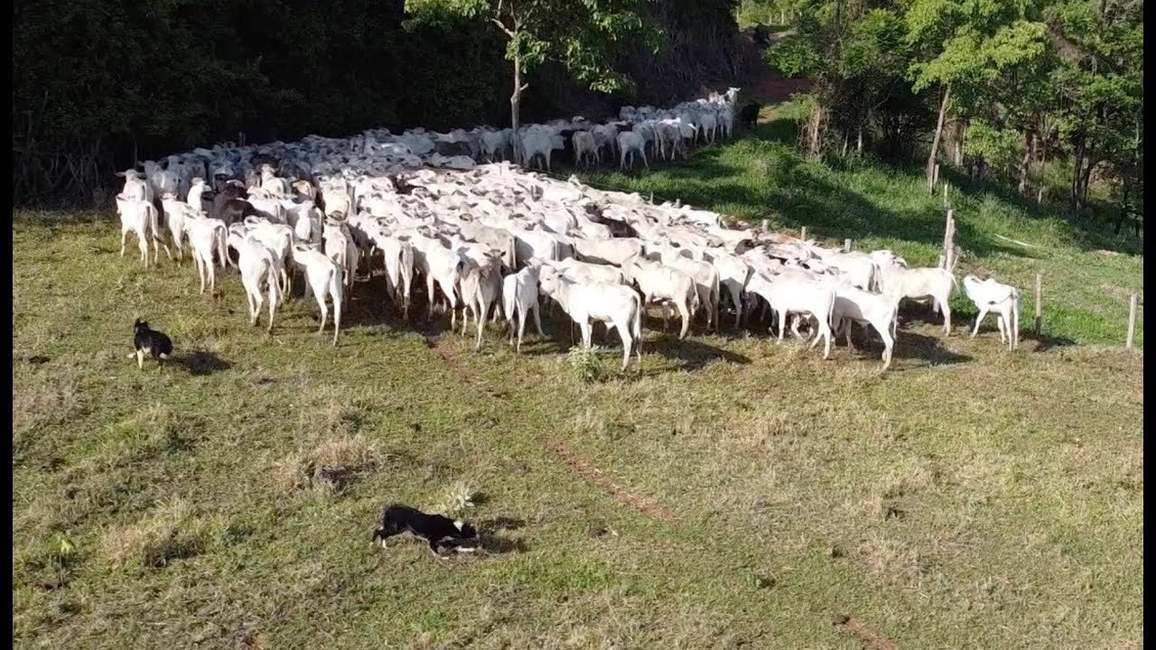 Border Collie Trabalhando #3