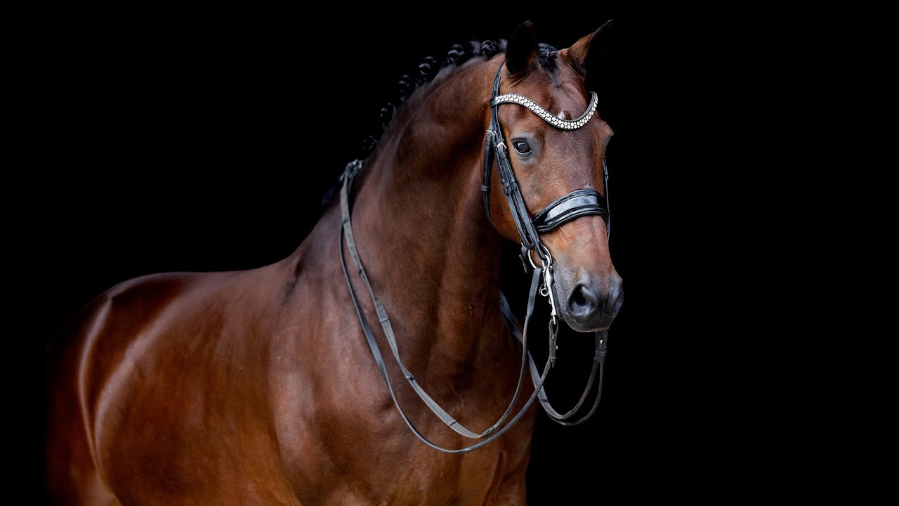 Kirsch (Glamourdale x Jazz) 11yo gelding