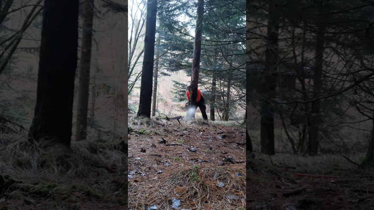 Holzf&auml;ller 🪵🪚 MS 500i in Action 🌲🪚 #holzf&auml;ller #holz #wald #forstwirtschaft #forst #lumberjacklife