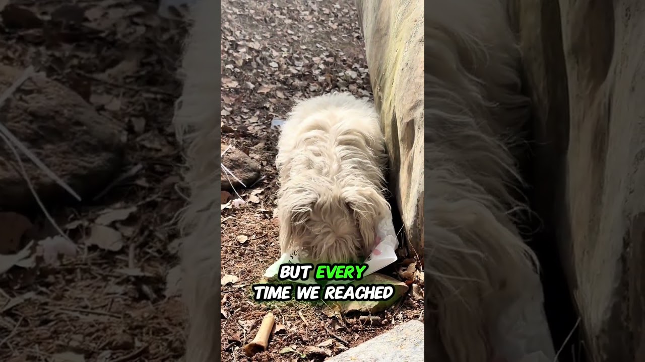 A Stray Dog&rsquo;s Journey to Finding a Home#animals