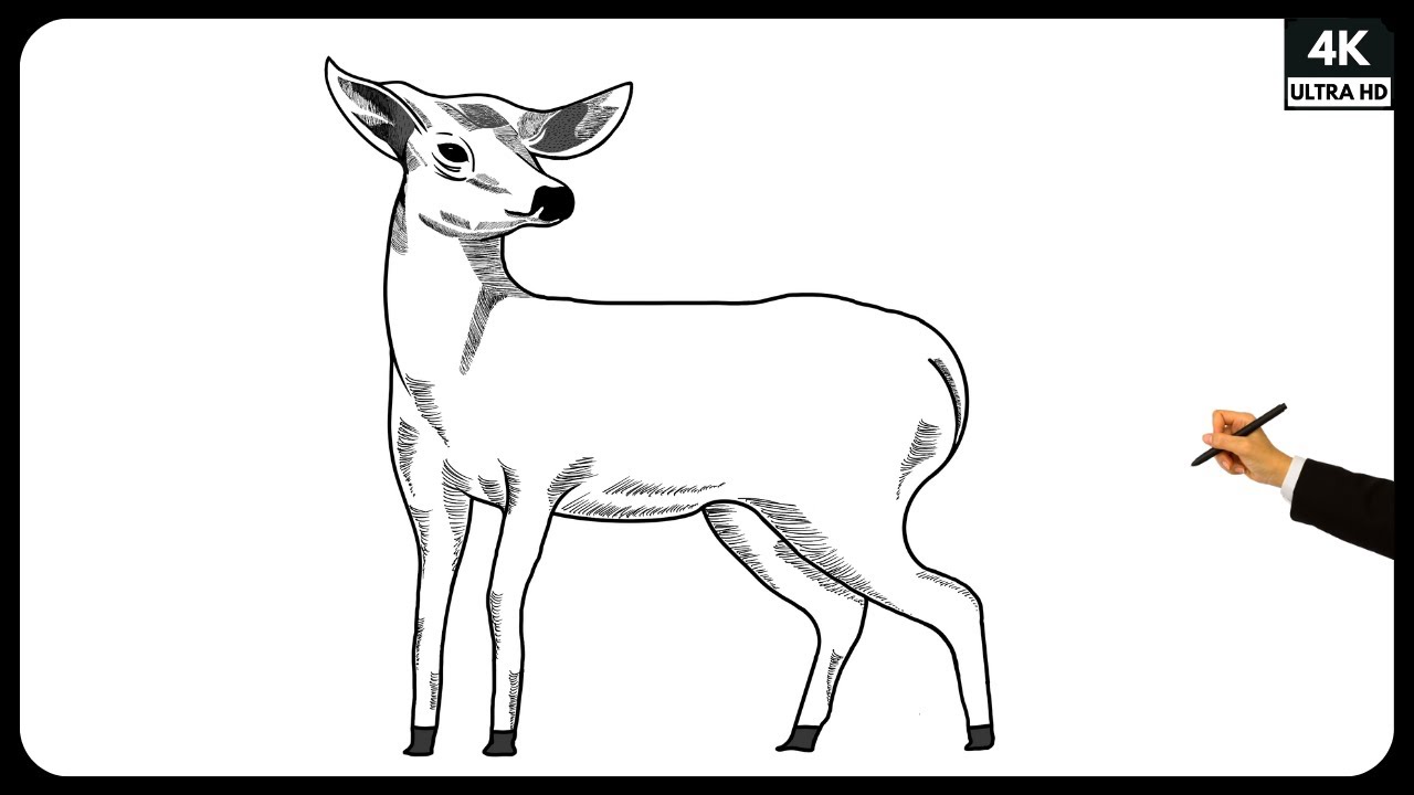 How to Draw a Deer | Deer Drawing | Step by Step Drawing Tutorial | Easy Drawing for beginners
