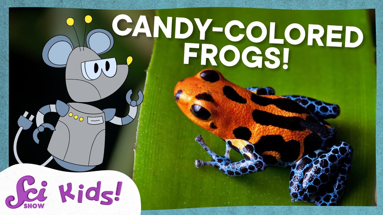 Why Are These Frogs So Colorful? | SciShow Kids