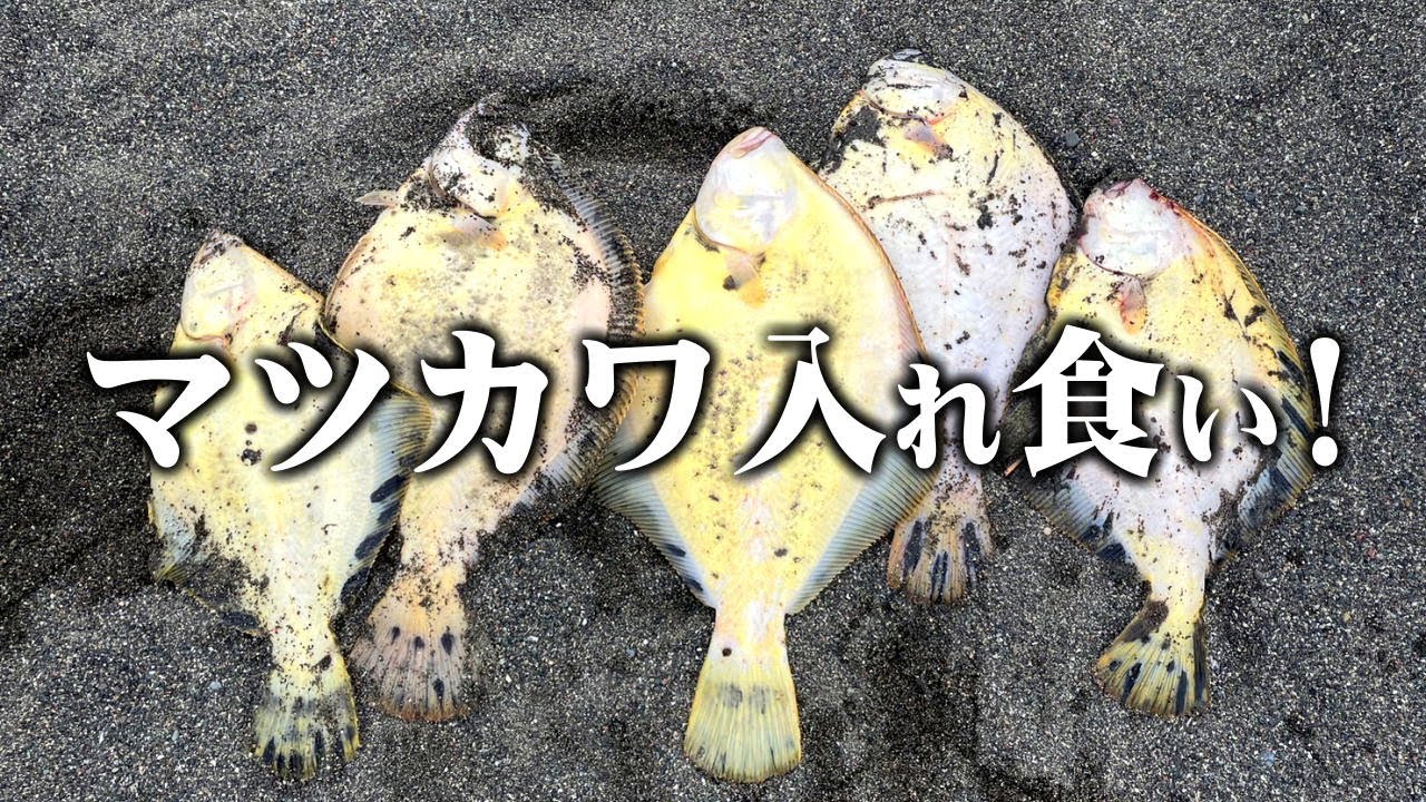 2023年7月8日　日高のサーフでマツカワガレイを入れ食いで釣る。 #マツカワガレイ #マツカワ #北のロッキー