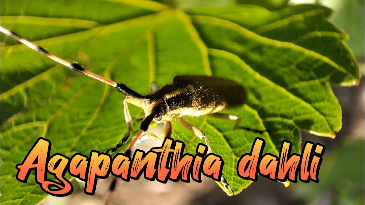 Agapanthia dahli, (Cerambycidae: Lamiinae)