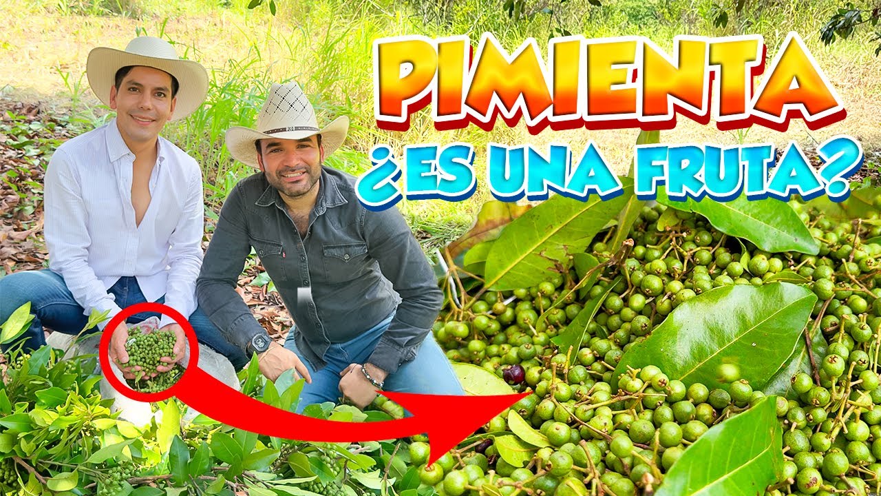 PIMIENTA GORDA el Oro Negro o la reina de las especias cosecha y  transformación