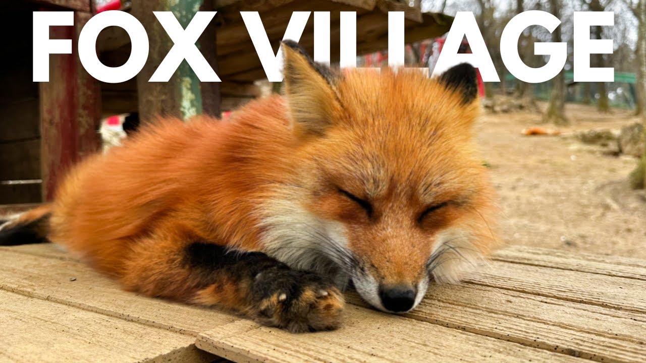 🦊Fox Village in Zao Miyagi, Japan | Petting  Super Fluffy Baby Foxes!!!