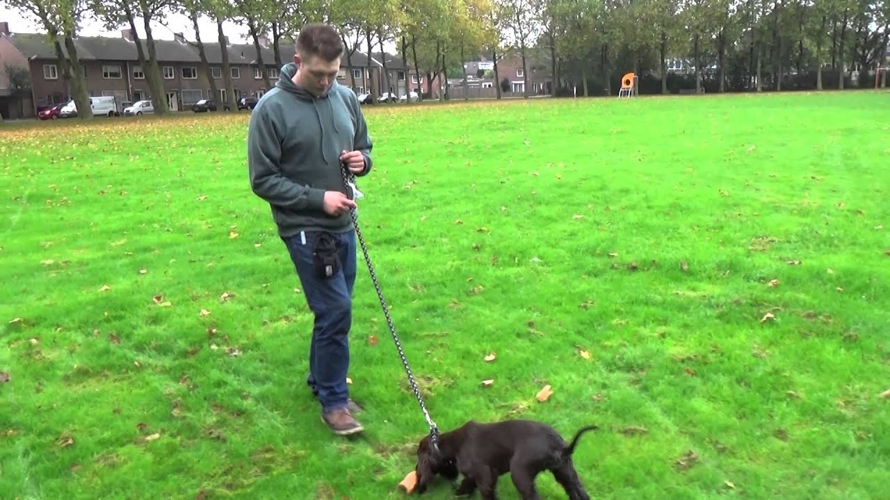 Dog School: Hond aan de lijn leren lopen