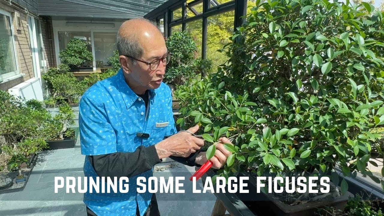 Pruning Some Large Ficuses