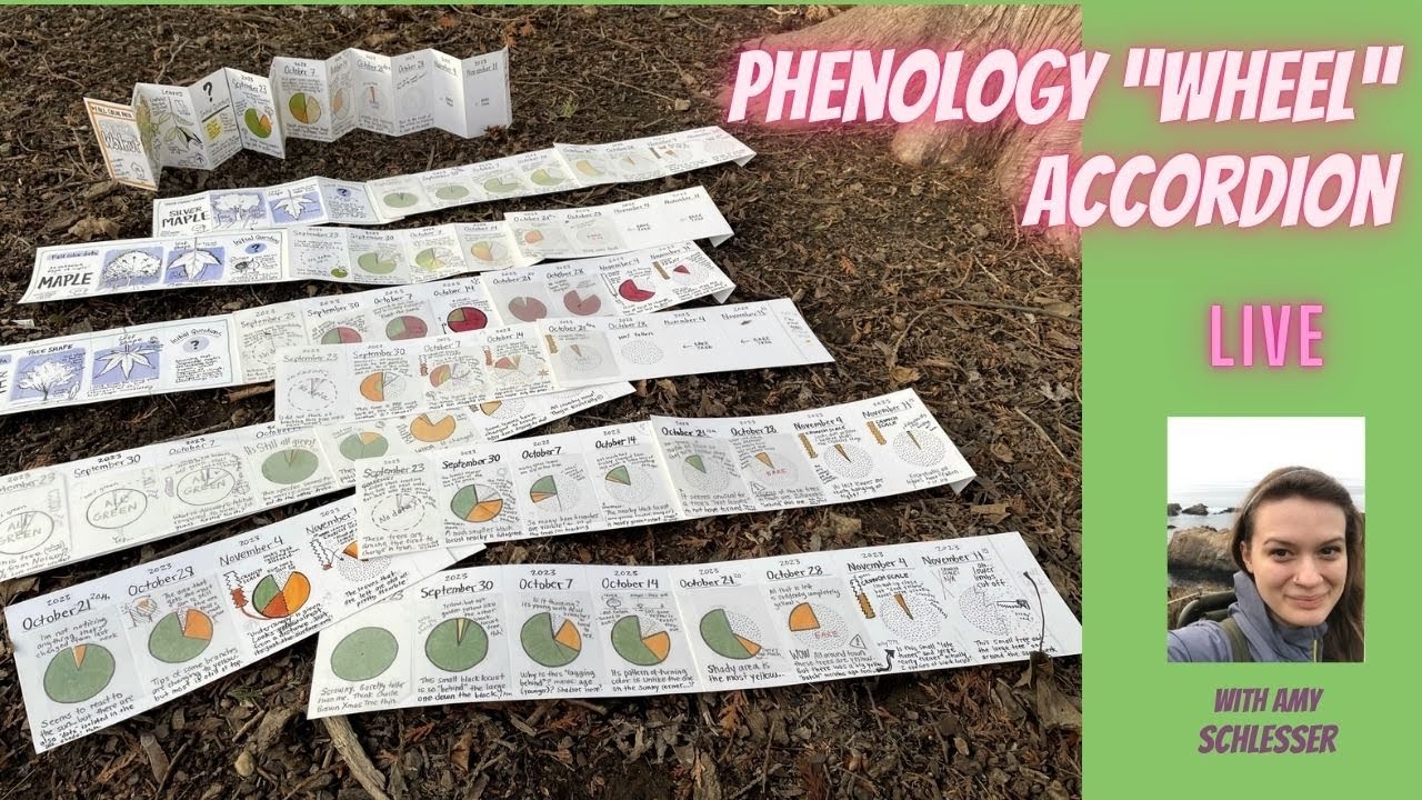 Phenology 