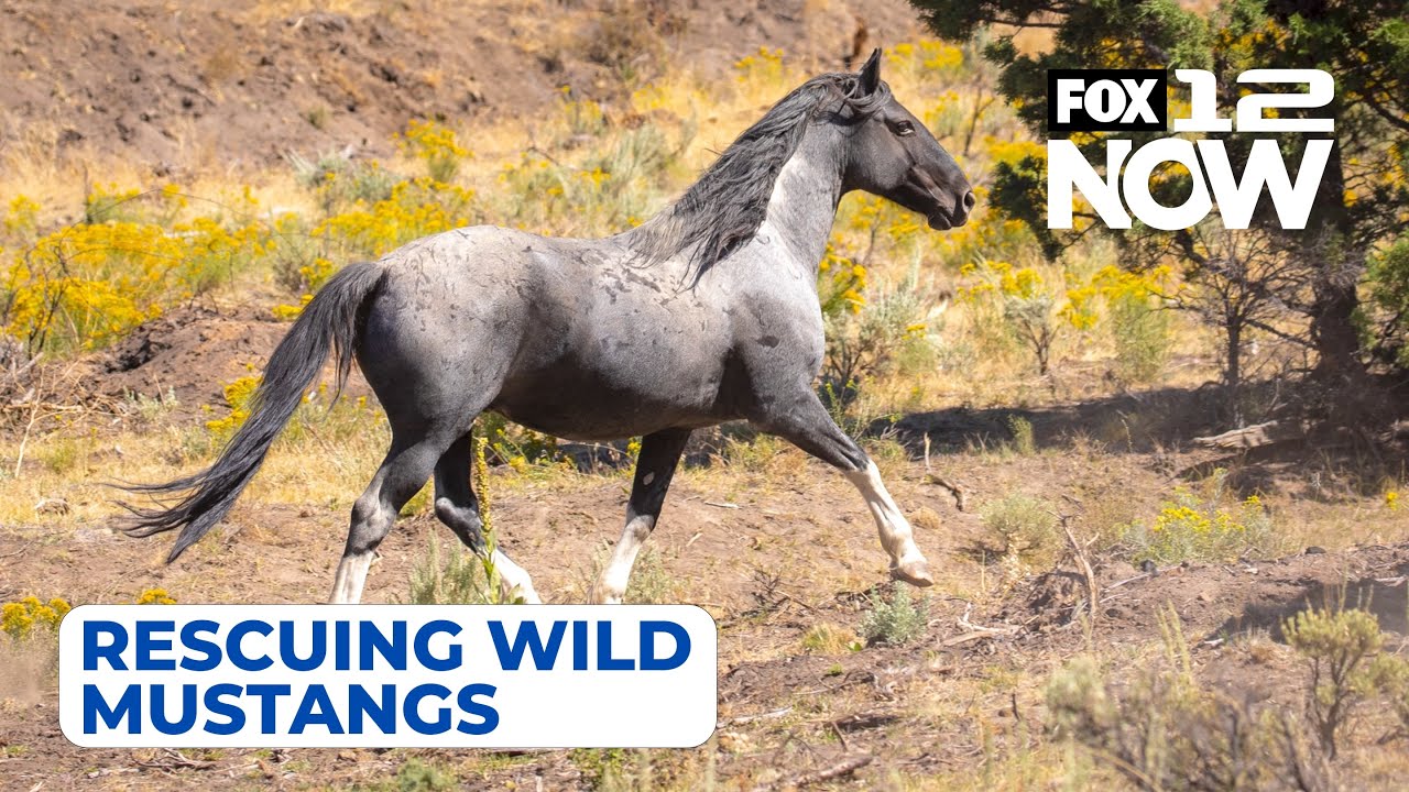 LIVE: Skydog Ranch is rescuing wild mustangs near Prineville