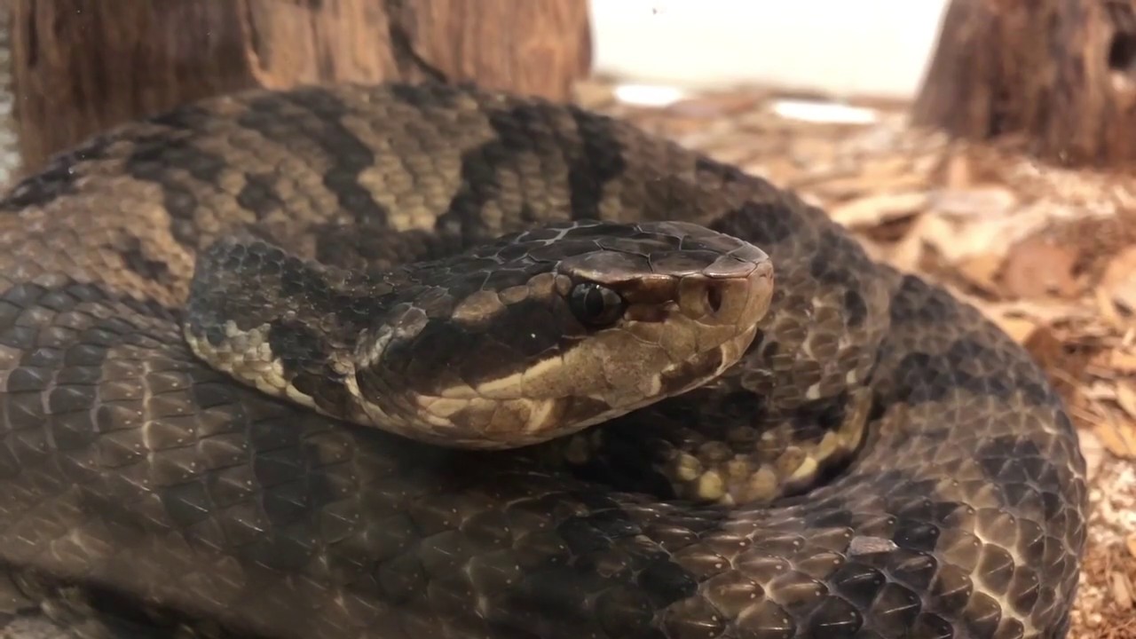 Из лаборатории Natural World: Ядовитые змеи Северной Каролины