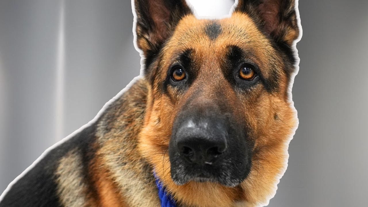 I Groomed a Dog Named Dangerous… It Did NOT Go Well | German Shepherd Dog