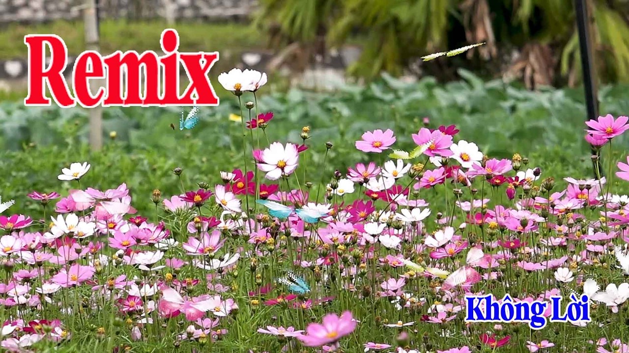 LK Nhạc Remix Nhạc không lời , Nhạc hay tuyển chọn