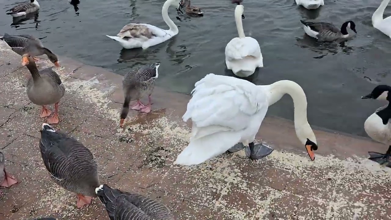Days out with Guy*Cleethorpes Boating Lake 27th February 2026*