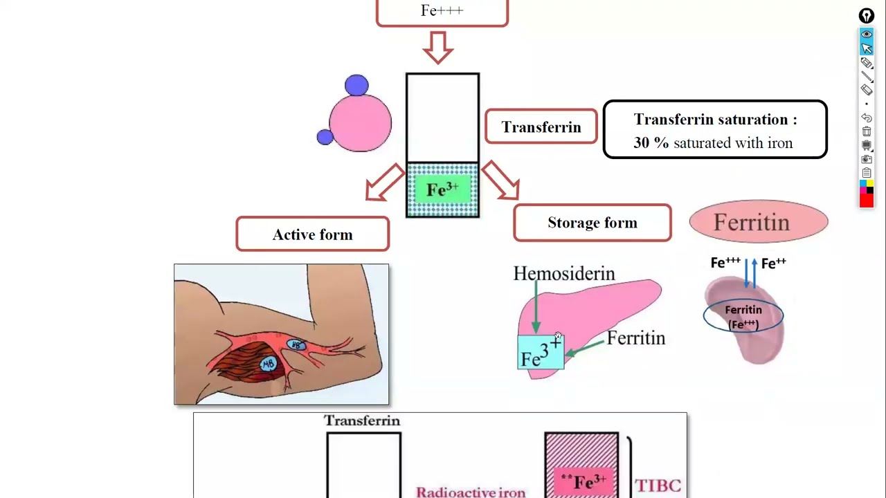 2-Anemia شرح باطنة دكتور سويلم