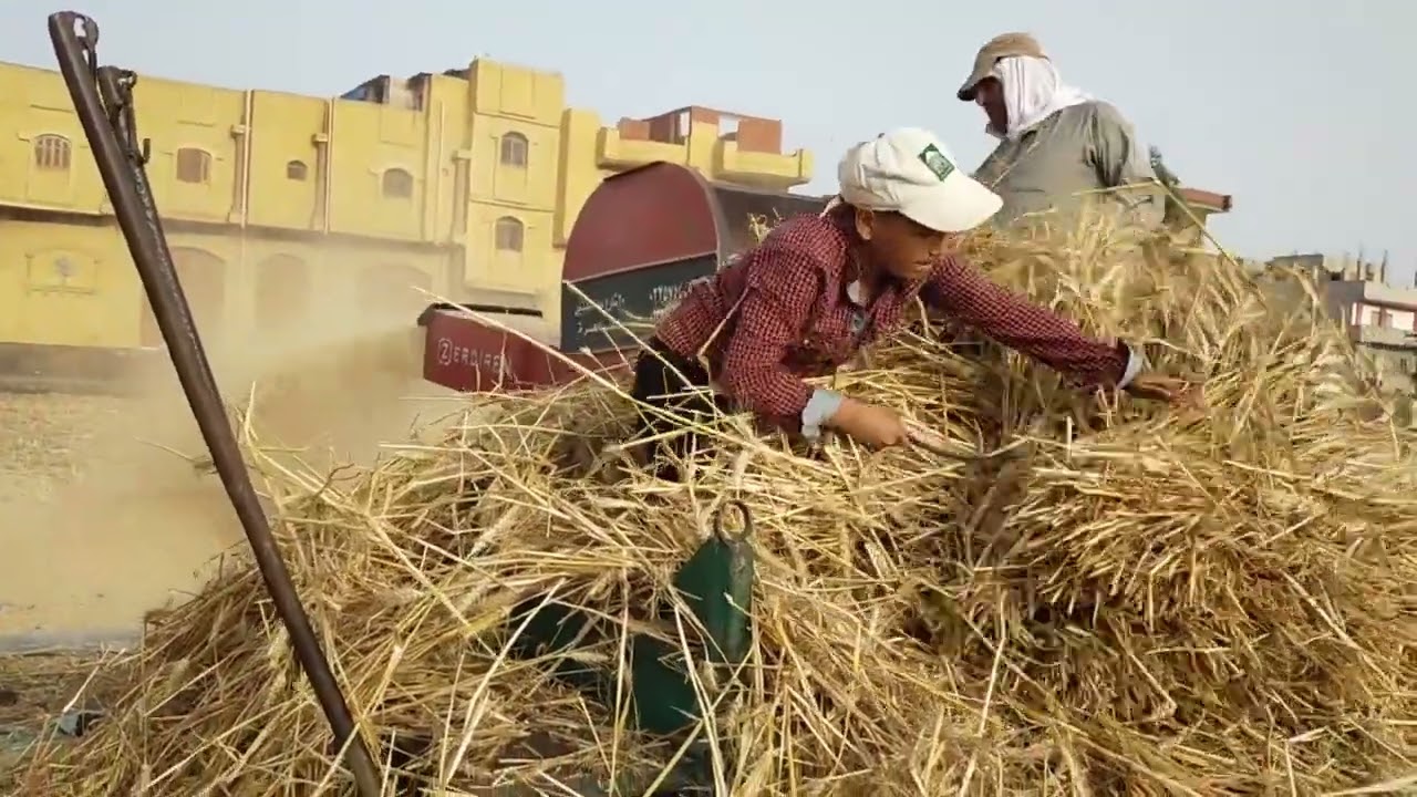 لماذا دراس وحصاد القمح من اصعب الاعمال عند الفلاحين الحصاد من قرية الشين مركز قطور