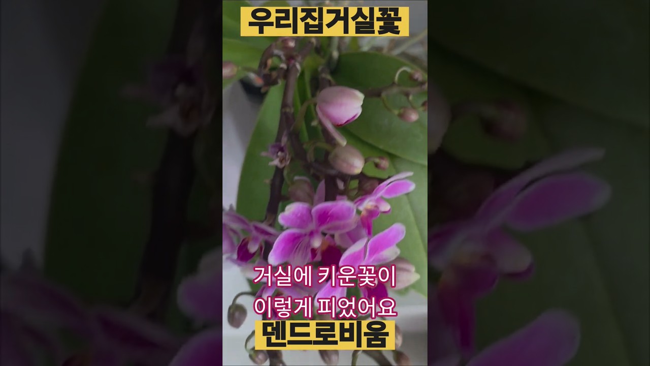 호접란 지고 난 후 다시 이렇게 집에서 키워 꽃 만발 했습니다 #꽃날 #꽃구경 #꽃설명 #이다선시인 #시낭송 #시낭송가