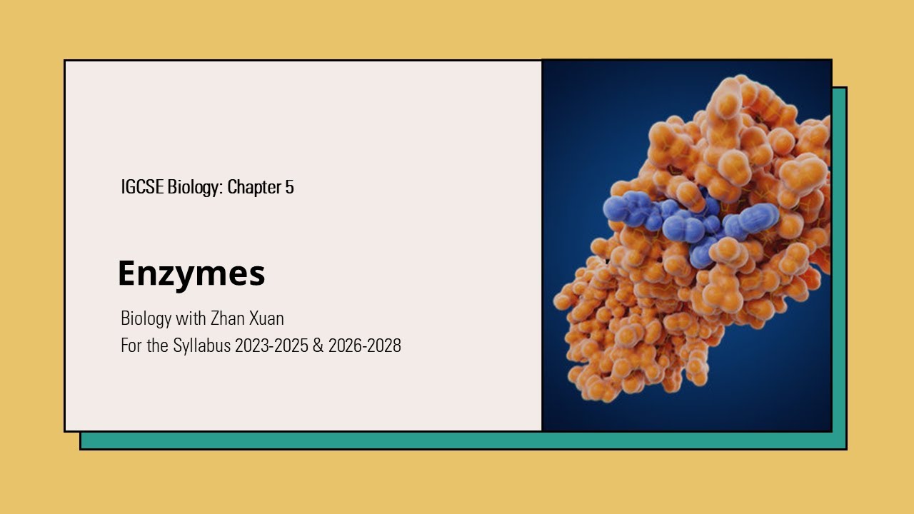 IGCSE Biology - Chapter 5 | Enzymes