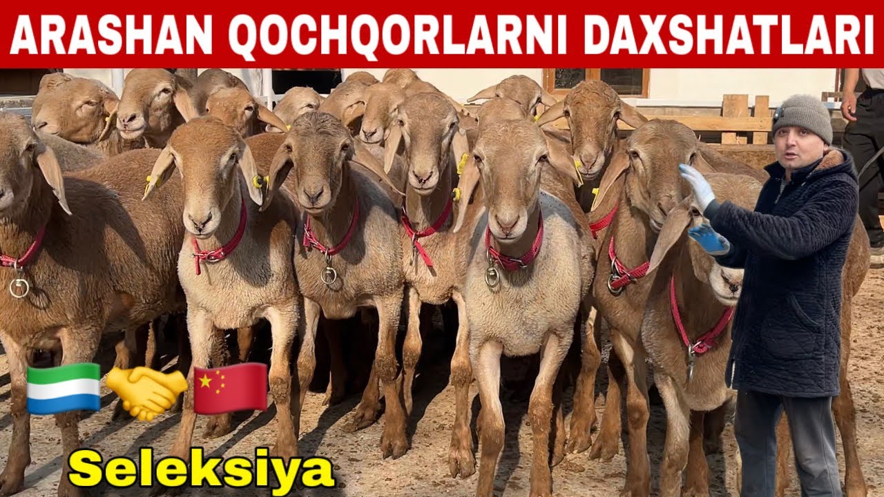 🇨🇳😱DAXSHAT 2026! CHEMPION ARASHAN QO&rsquo;CHQORLARI NASLI ANIQ 
