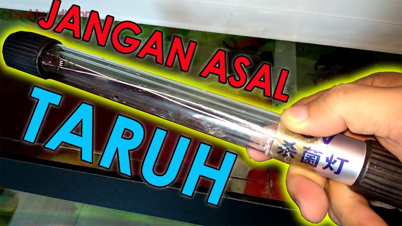 Cara Pemasangan Lampu Ultraviolet yang Benar Pada Aquarium Ikan Mas Koki: Jangan Asal-Asalan!