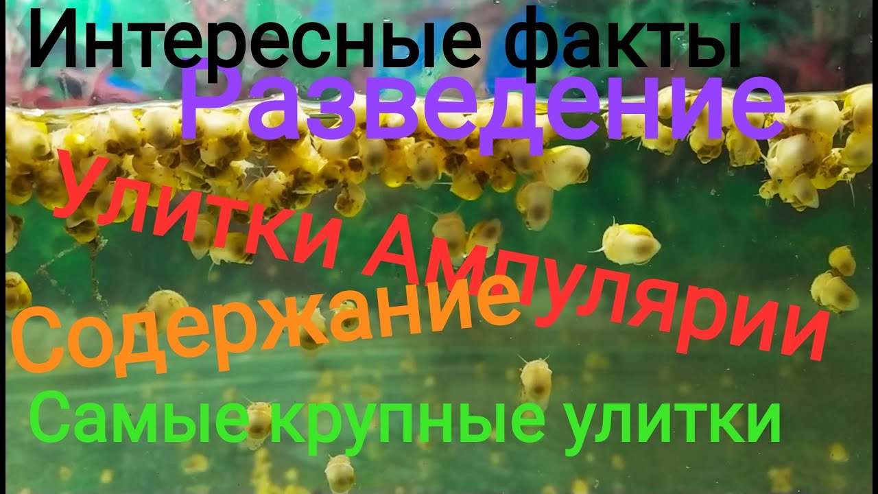 Самые большие аквариумные улитки Ампулярии! История,содержание,разведение,интересные факты!