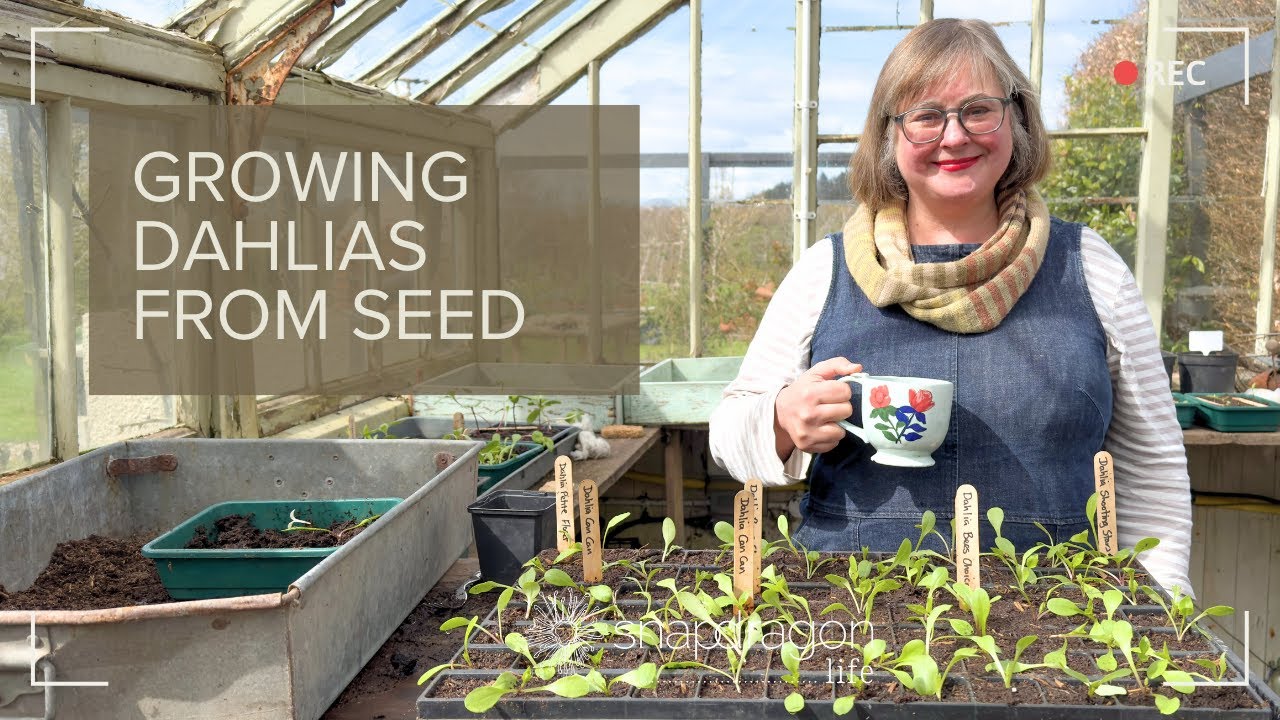 Growing Floret Originals dahlia seeds in Scotland