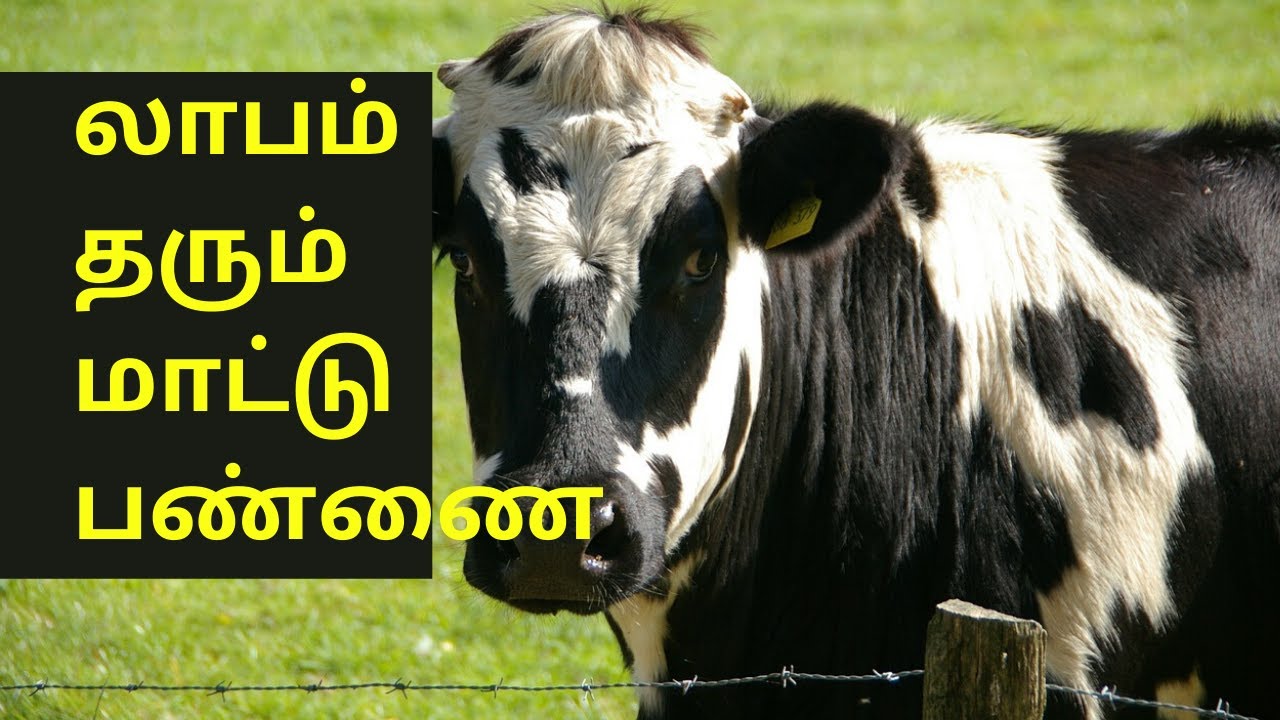 Dairy farm in Tamil - Successful Dairy Farming - Mattu Pannai