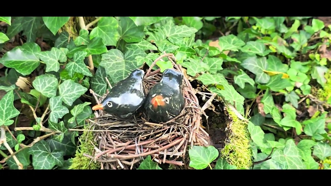 September im Garten: Was wächst und bleiben darf - Blattrosetten erkennen.