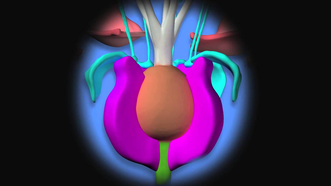 Apple Development Animation