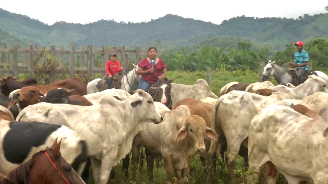 ODISEA DE LOS GANADEROS EN PANAMÁ