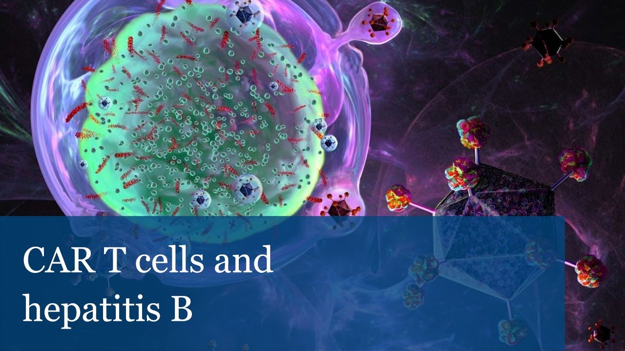 CAR T cells and hepatitis B | Ulrike Protzer