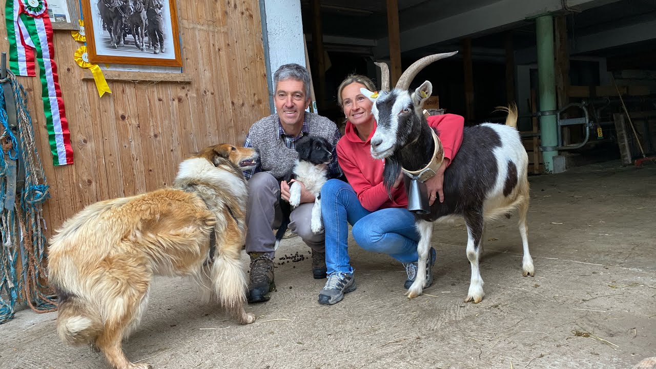 “Caprini al Passo” di Broch Giacomo e Cosner Lorenza,Passo Cereda #trentino