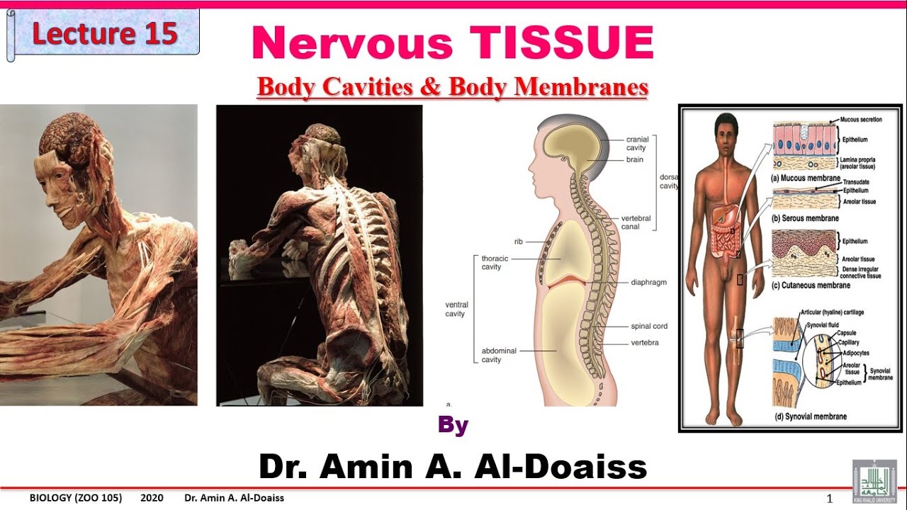 Human Biology: Lecture 15 Histology- nervous tissue - Body cavities and membranes