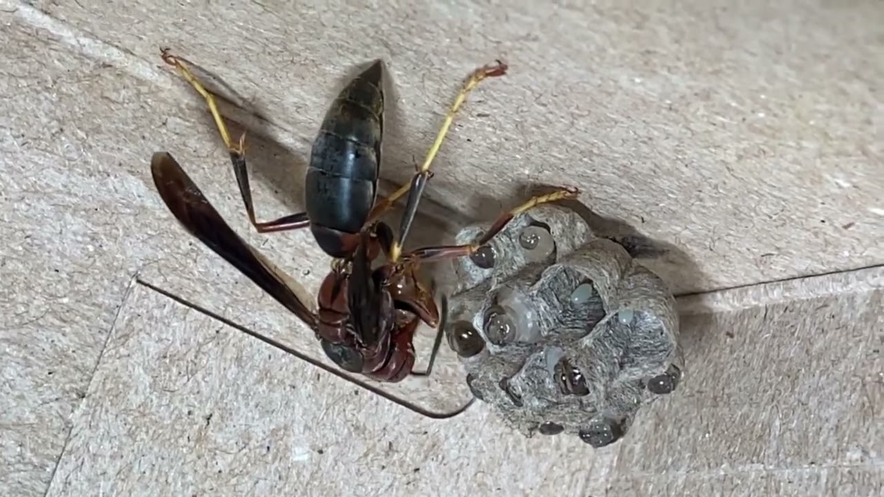 Metricus Paper Wasp Feeds Growing Larvae - Relocated Nest in Captivity- One Month Update!