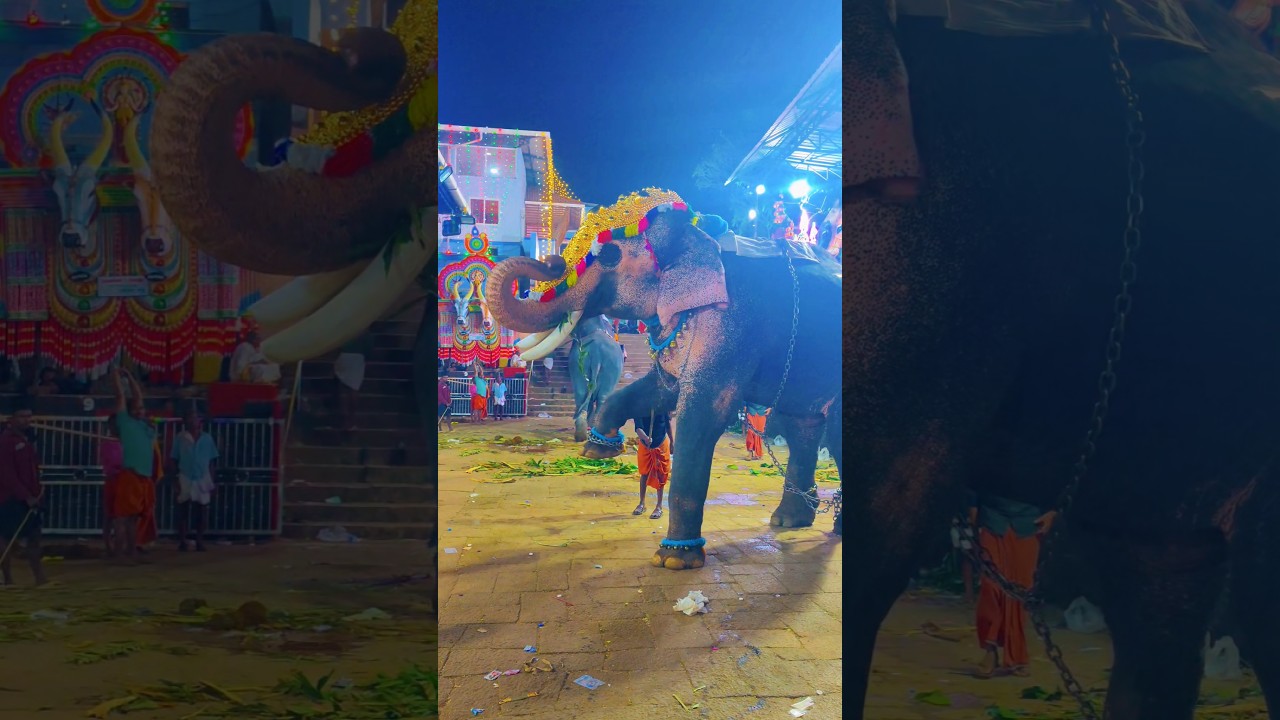 Farewell Moment 🐘💛 | Elephants Bow to Bhagavathi Amma #TempleFestival #DivineMoments #PooramVibes