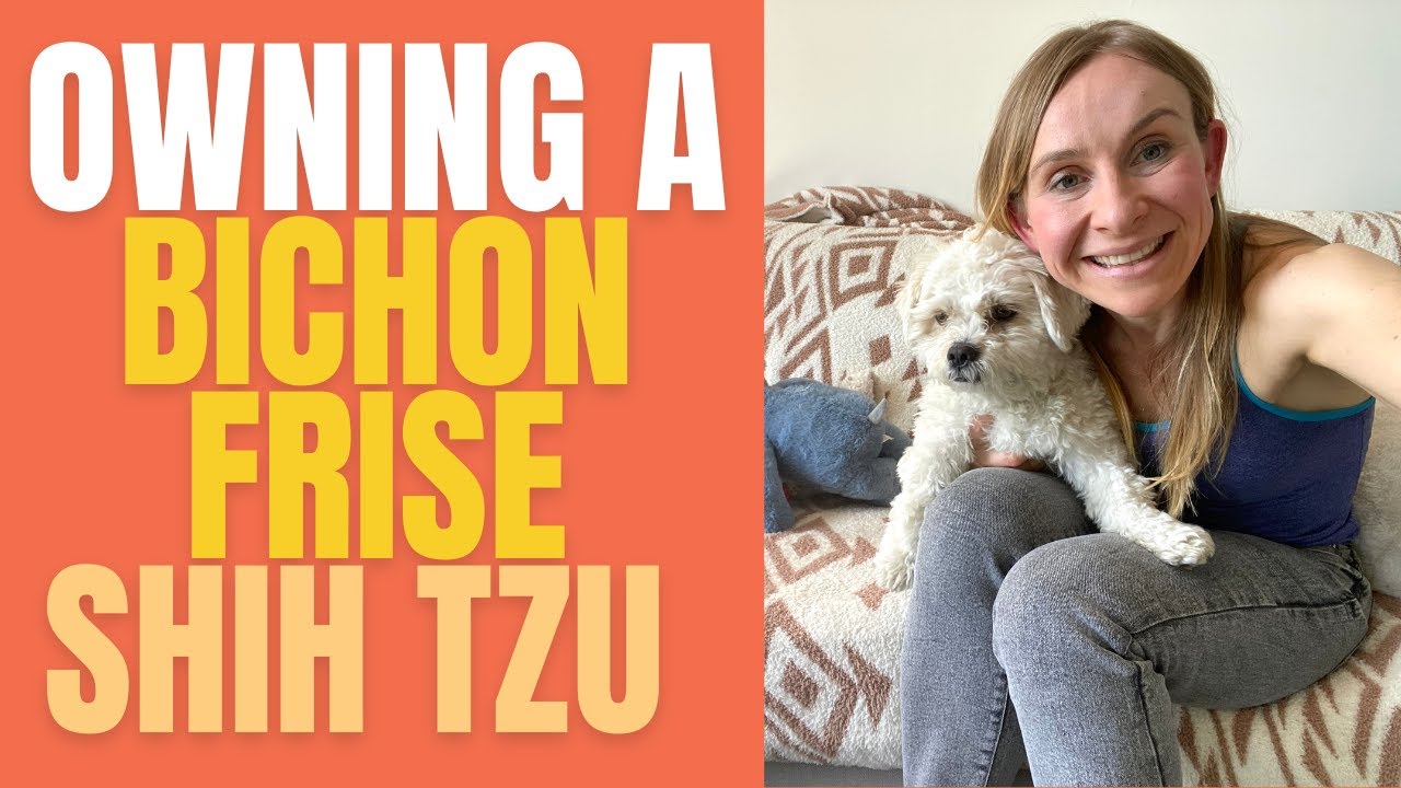 Owning a Bichon Shih Tzu Mix (Shichon)