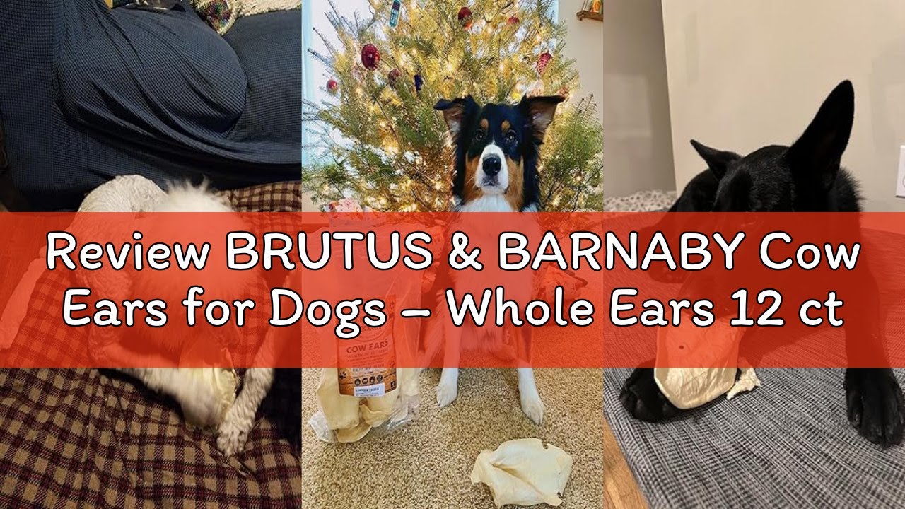 Review BRUTUS & BARNABY Cow Ears for Dogs – Whole Ears 12 ct, Thick Cut, Grass-Fed Angus Beef, All-N