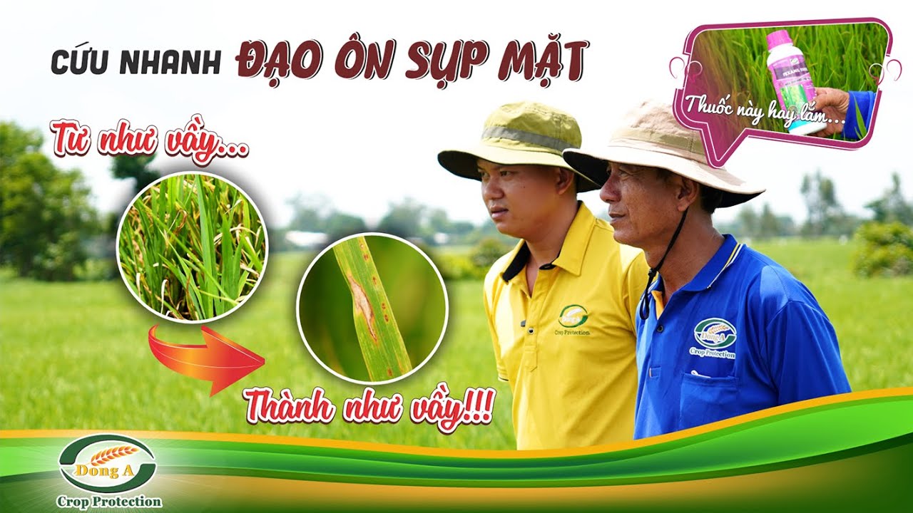 Cứu nhanh đạo ôn sụp mặt lúa hè thu gặp mưa nhiều