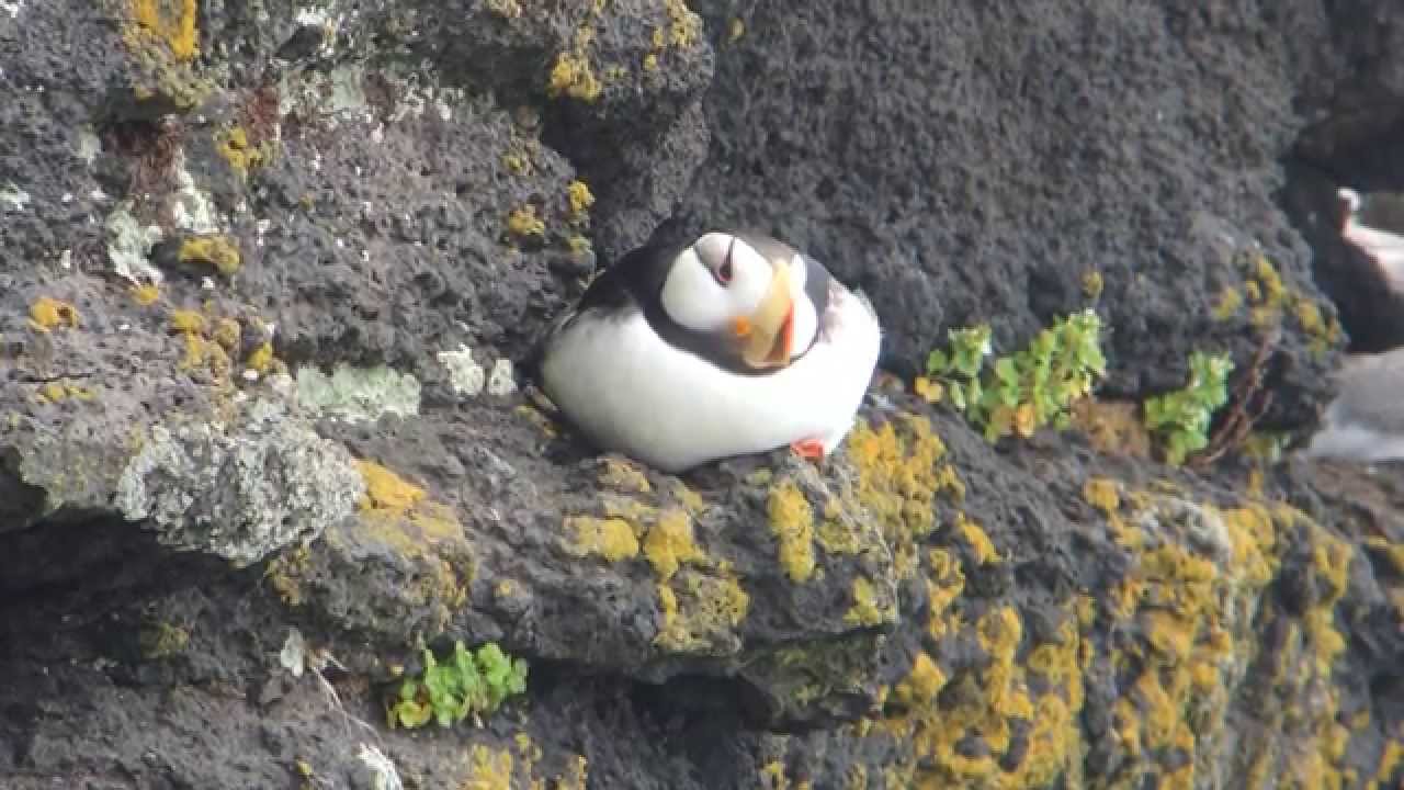 Horned Puffin, 8th July 2015, St Paul Island, Bering Sea