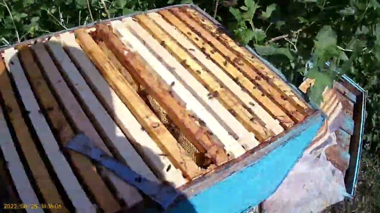 Пчелопакеты из узбекистана спустя два месяца .