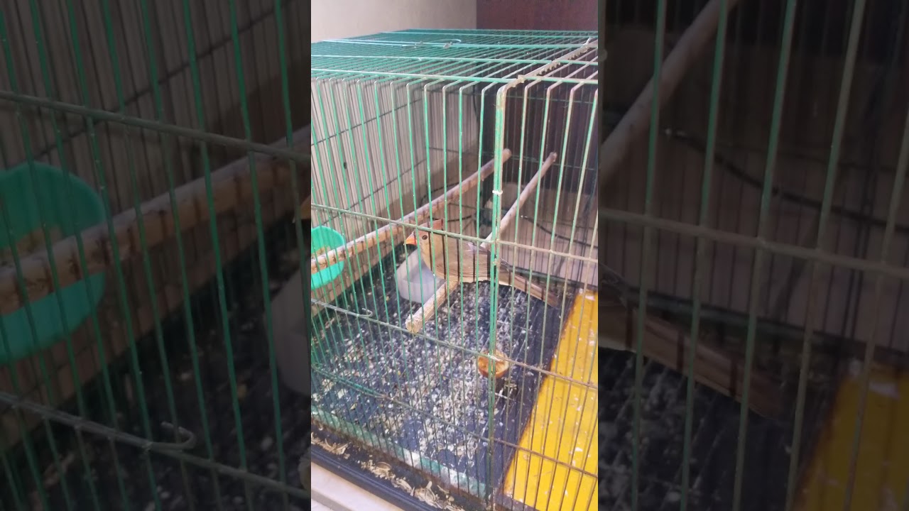 CARDENALES NACIDOS EN CAUTIVERIO