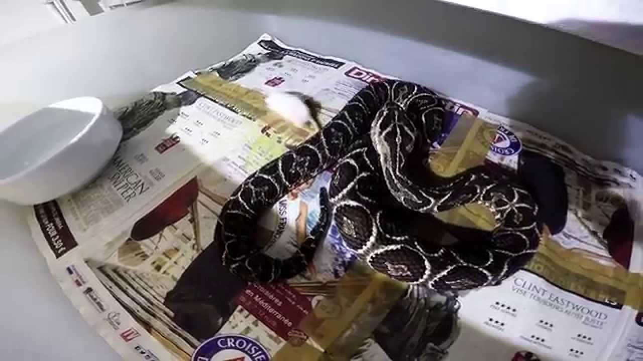 Bothrops Alternatus bite mouse (filmed with Gopro