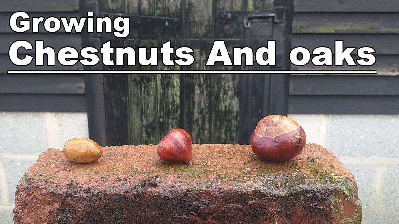 Growing Trees From Seed|Oak And Chestnut Planting