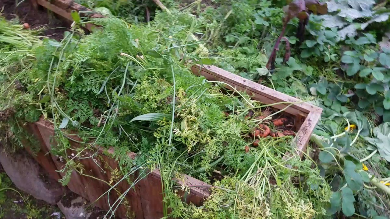 storing carrots in homemade root cellar out of garbage cans